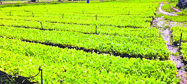 తడబడుతూ..1