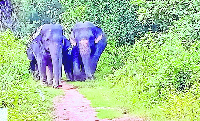 నాగూరు పరిసరాల్లో  ఏనుగుల గుంపు2