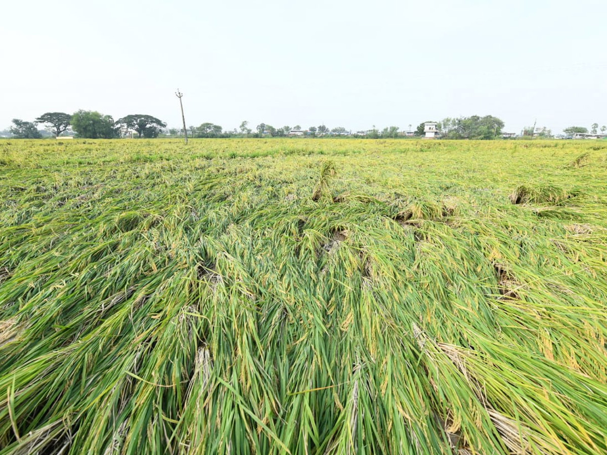 YS Jagan visits cyclone Hit farmers In Krishna District PHotos7