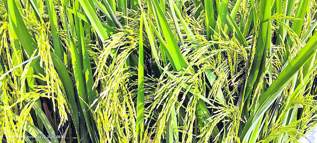 సరికొత్త వరివడి 1