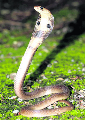 కొల్లేరు వాసుల్లో పాముల భయం 1