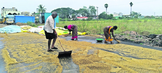 వరిధాన్యం వర్షార్పణం1