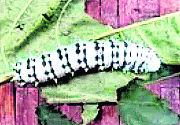 సెరికల్చర్‌కు ప్రత్యామ్నాయంగా ఎరికల్చర్‌ 1