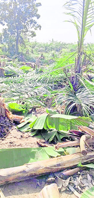 నరికేసిన తమ్ముళ్లు 1