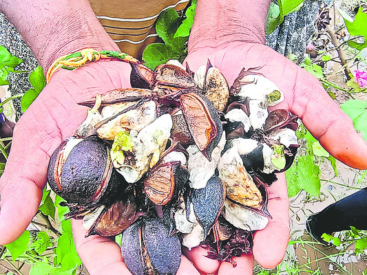 బుధవారం శ్రీ 5 శ్రీ నవంబర్‌ శ్రీ 20251