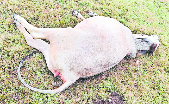 పత్రాలు లేని వాహనాలు సీజ్‌ 
1