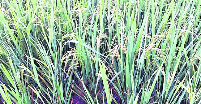 చి‘వరి’లో తెగుళ్ల దాడి 1