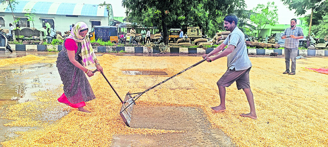 తడిసిన పత్తి.. మక్క నేలపాలు1