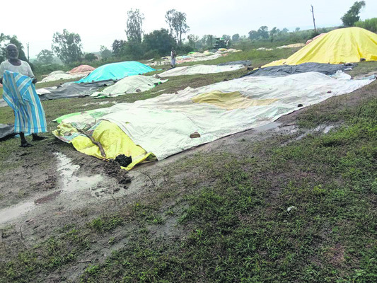 వరిధాన్యం వర్షార్పణం2