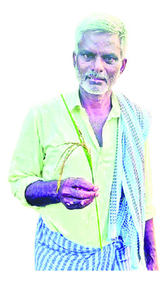 చి‘వరి’లో తెగుళ్ల దాడి 2