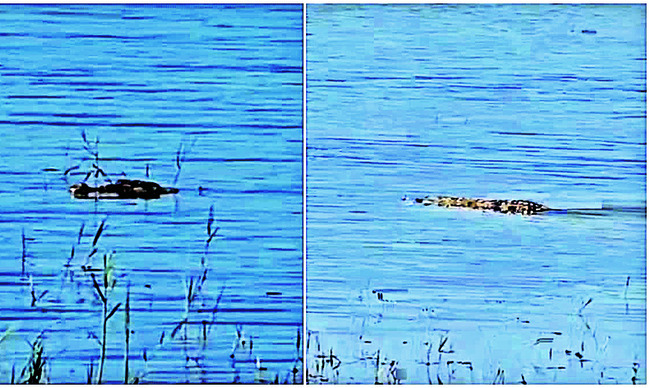 పులి, చిరుత, మొసలి..   ఆ గ్రామస్తులు హడల్‌   1