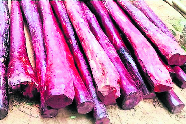 సాగుచేస్తే చం‘ధనమే’ !1