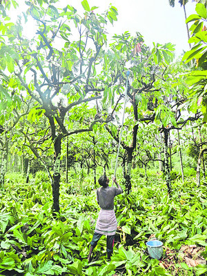 అంతోటా సస్యరక్షణ1