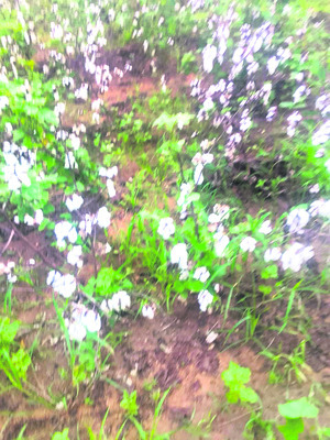 కూలీల కొరత.. రైతు వ్యథ1