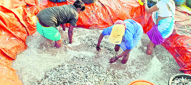 సాగర తీరం.. కవ్వళ్ల కోలాహలం! 1