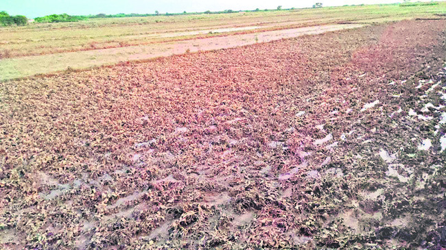 ● శనగ రైతులు కుదేలు1