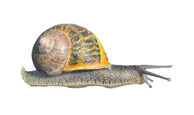 శ్రీకాకుళం1