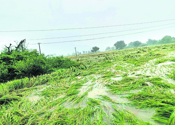 పంట ఆగం.. 1