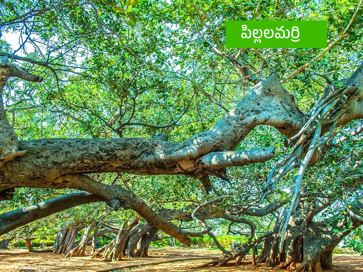 Vanabhojanalu : Best Picnic Spots In Near Hyderabad15