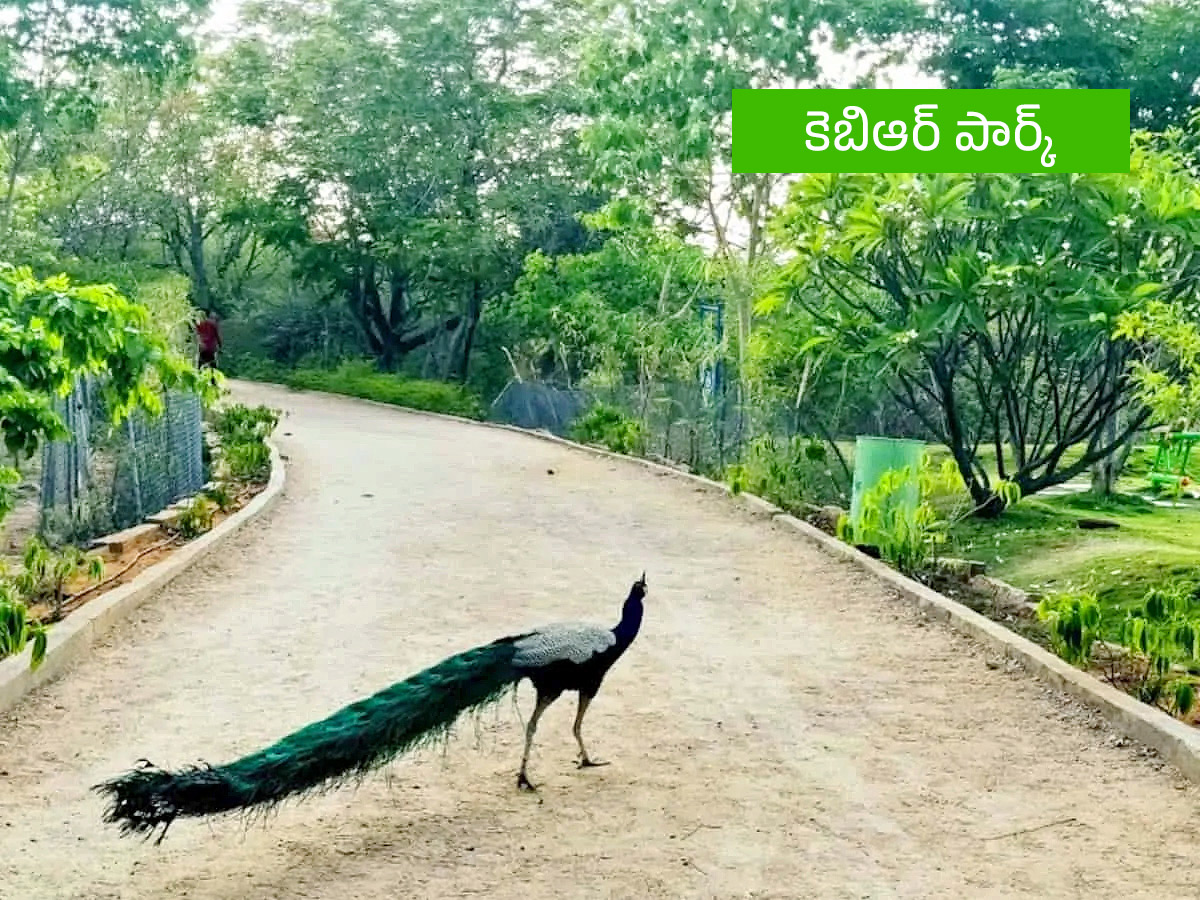 Vanabhojanalu : Best Picnic Spots In Near Hyderabad9