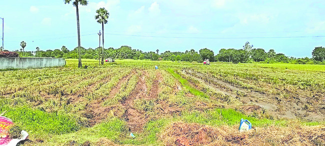 ధాన్యం కొనుగోడులు!2