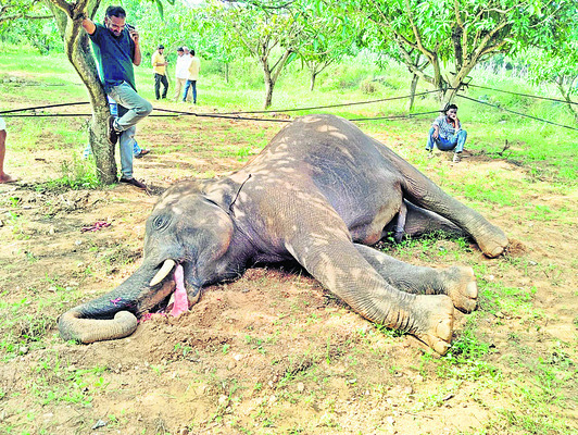 గజ దాడులు ఆగేనా?2