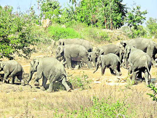కుంకీల లక్ష్యం ఇదీ! 4