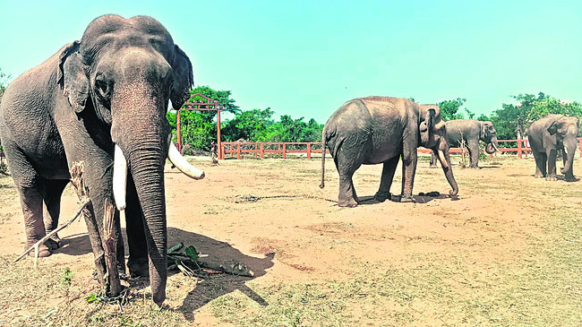 కుంకీల లక్ష్యం ఇదీ! 1