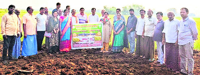 ‘సిద్ధి’ వరి రకం క్షేత్ర ప్రదర్శన  
2