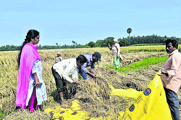 ఎకరాకు 28 బస్తాలు..!1