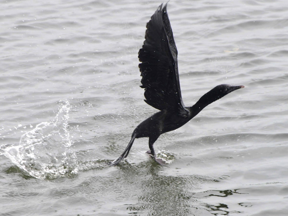 Best Photos of The Week in AP and Telangana Photo Gallery14