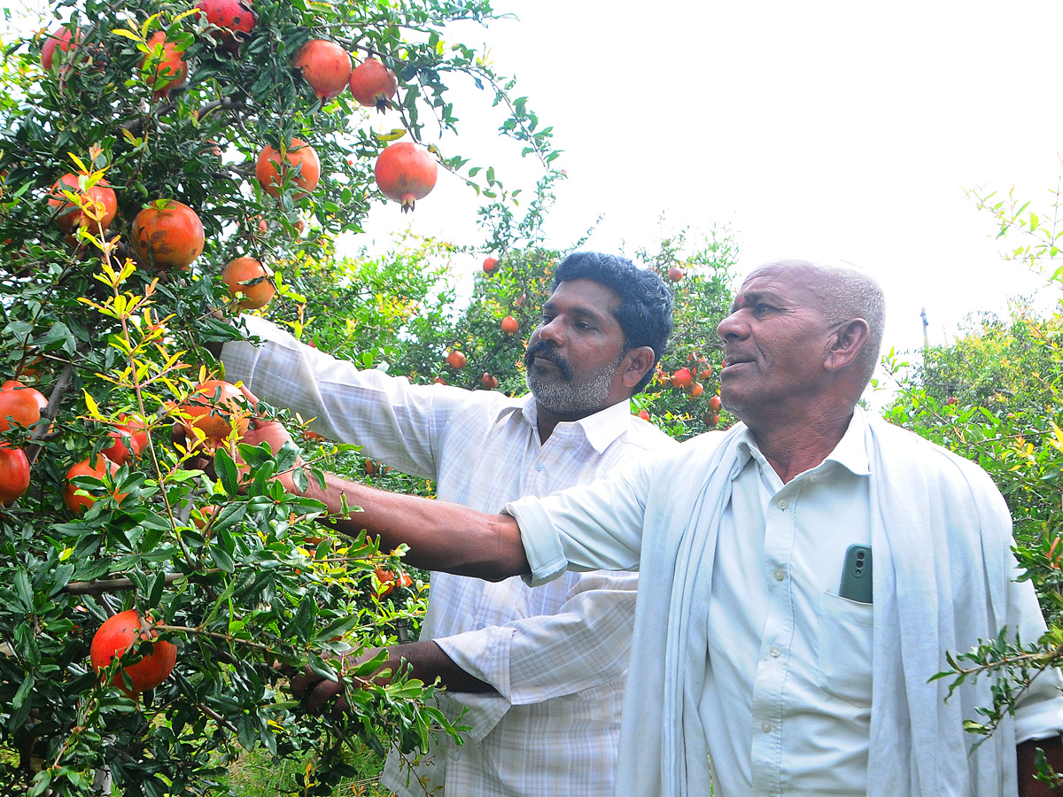 Best Photos of The Week in AP and Telangana Photo Gallery8