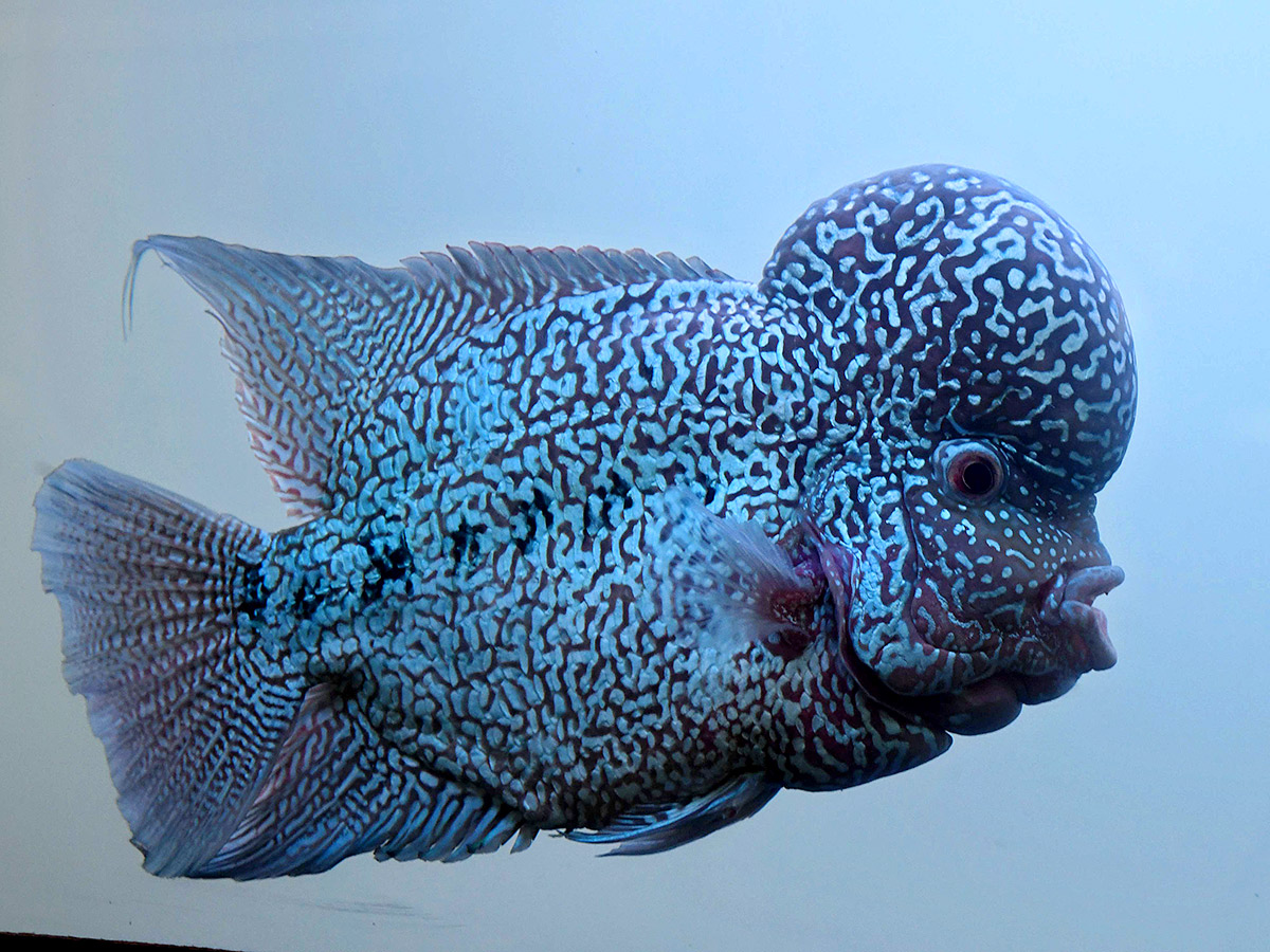 Dog Show in Hyderabad Photos10