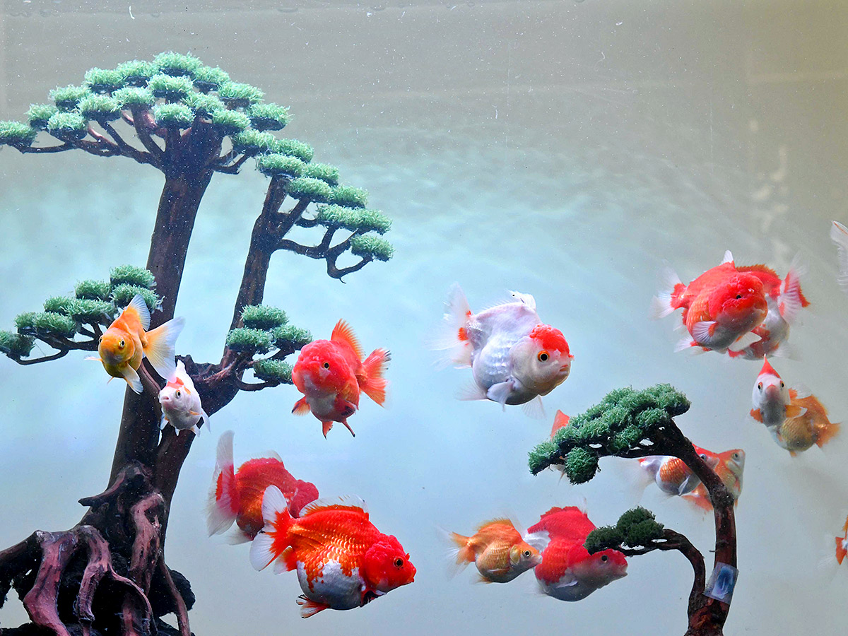 Dog Show in Hyderabad Photos11