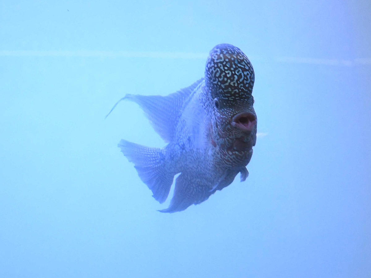 Dog Show in Hyderabad Photos12