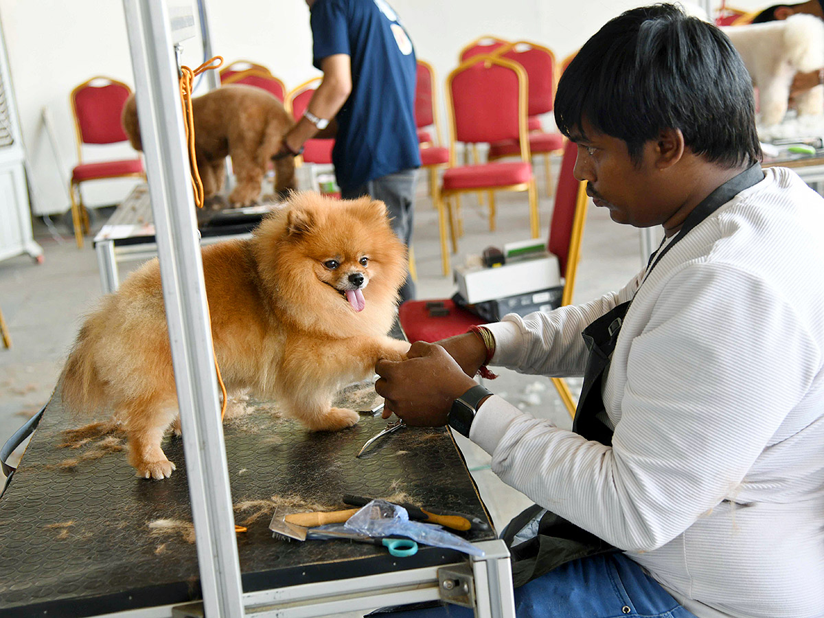 Dog Show in Hyderabad Photos17