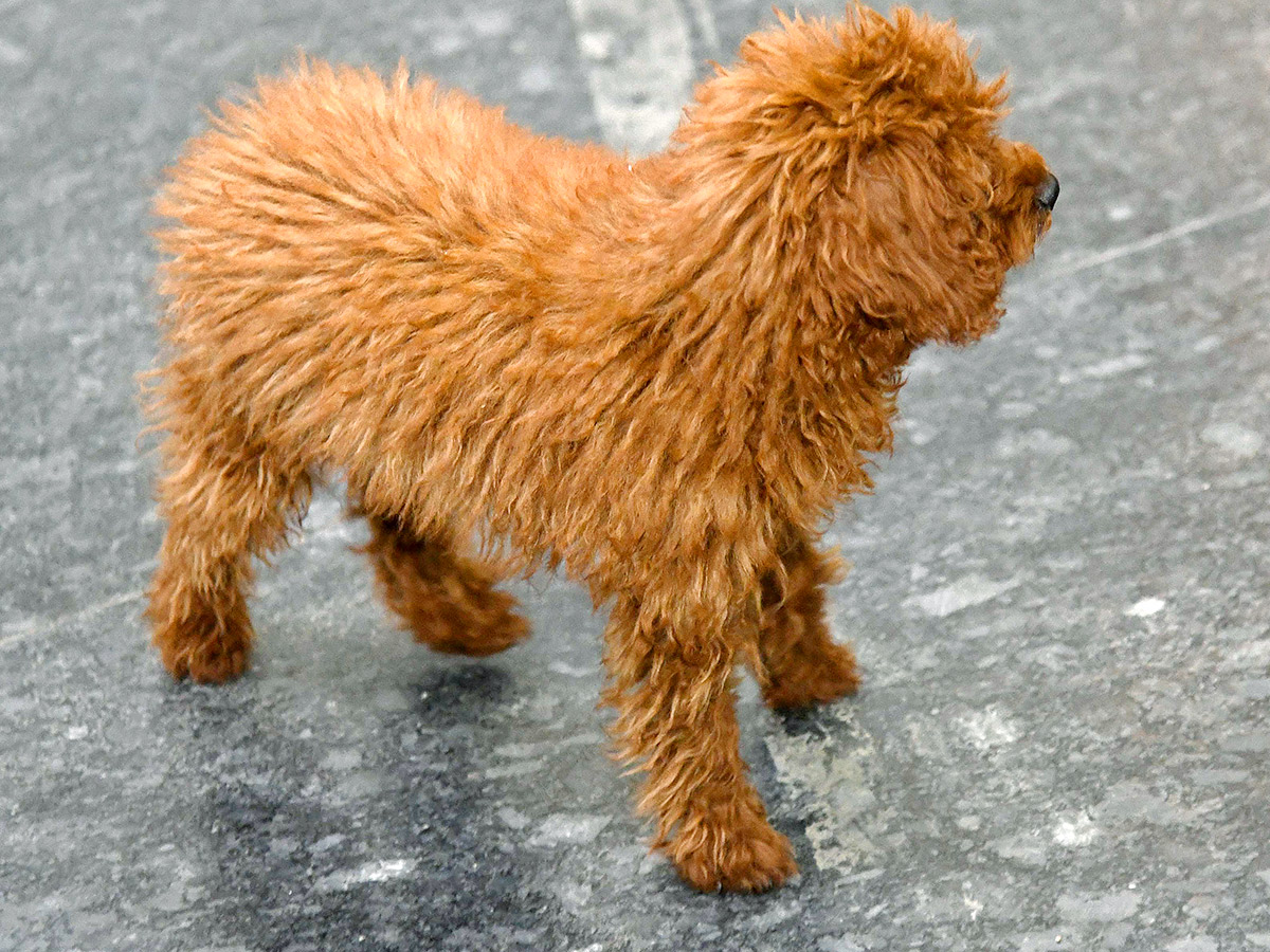 Dog Show in Hyderabad Photos19