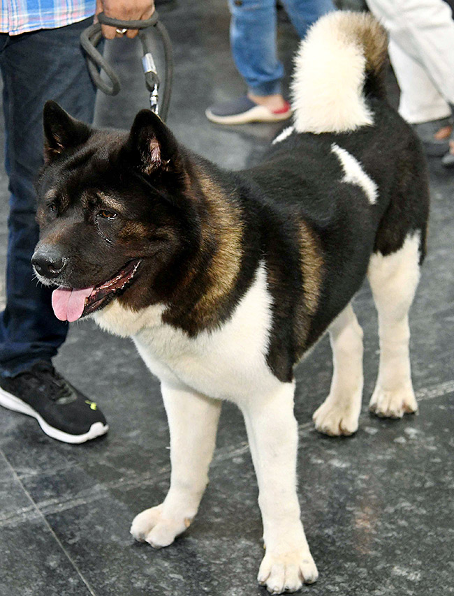 Dog Show in Hyderabad Photos20