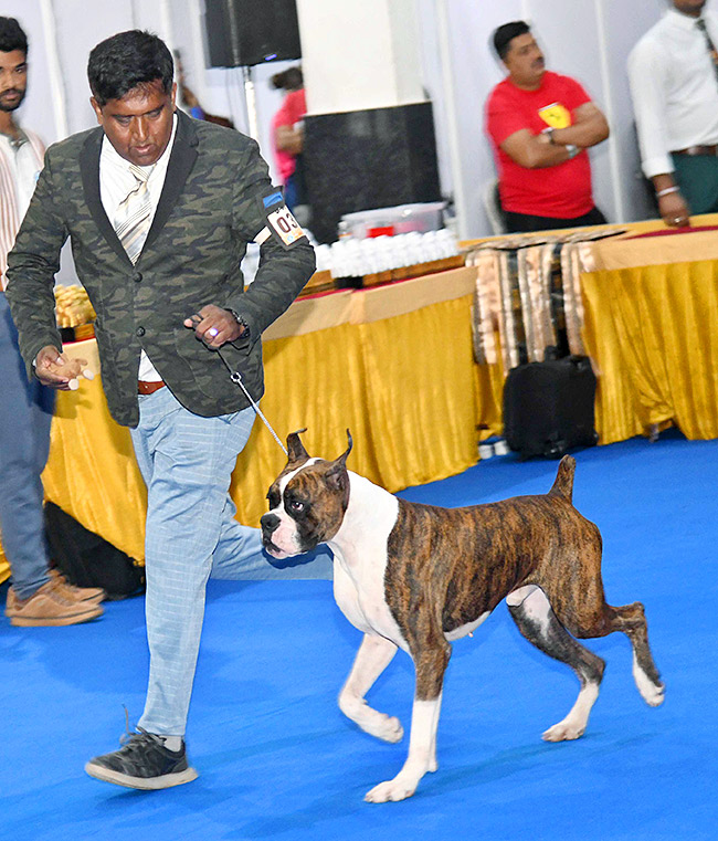 Dog Show in Hyderabad Photos22