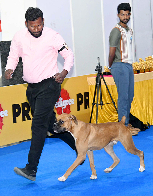 Dog Show in Hyderabad Photos23