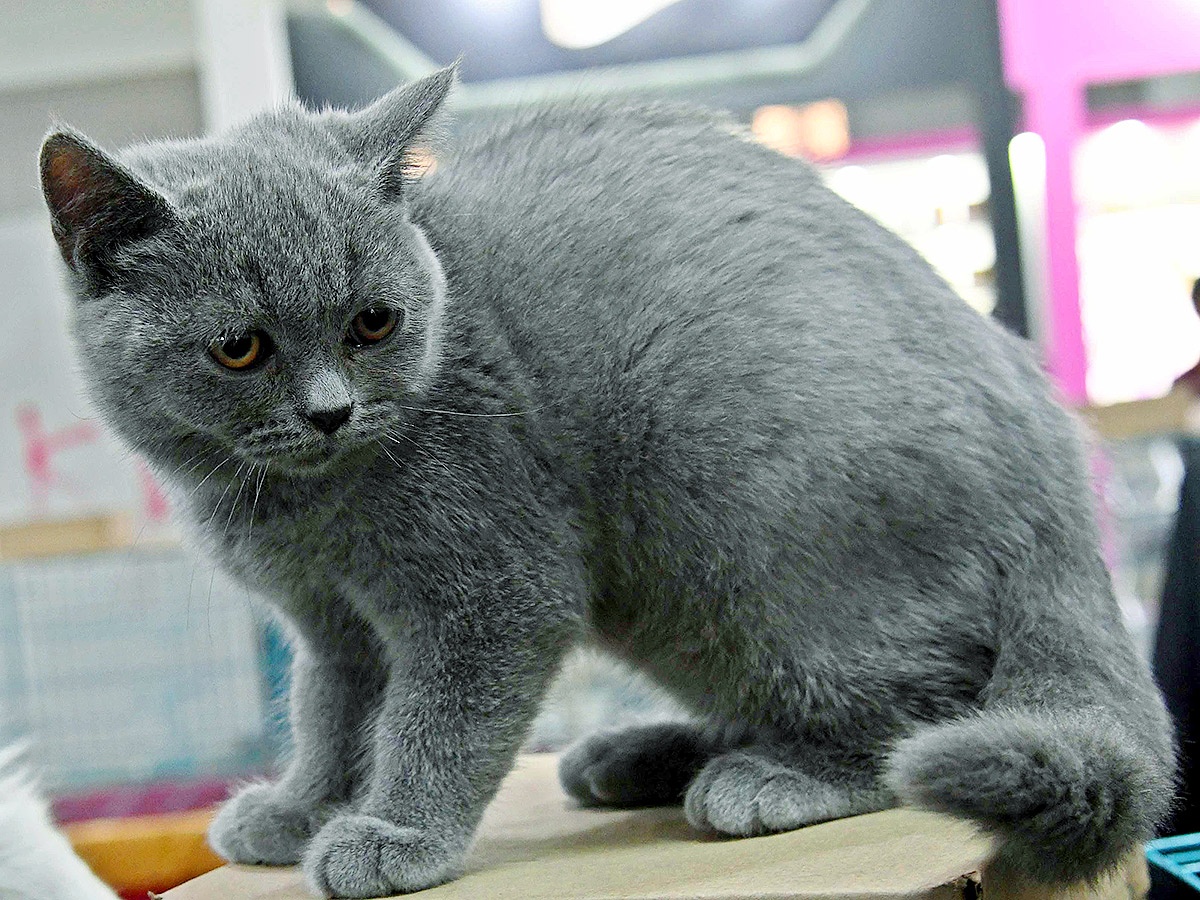 Dog Show in Hyderabad Photos27