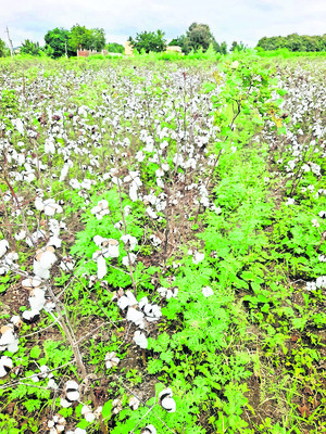 కోలుకునేదెప్పుడో..?1