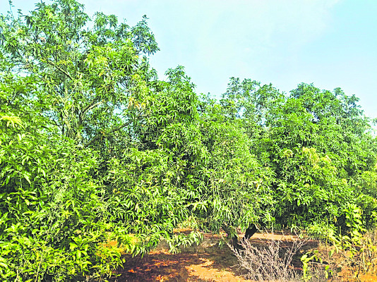 పూత ఎండమామిడి 1