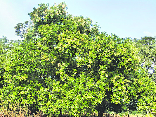 పూత ఎండమామిడి 2