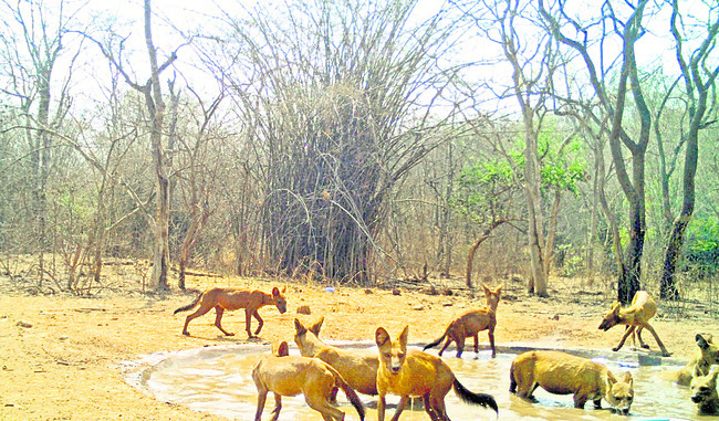 మన అడవుల్లో పులులున్నాయా?1
