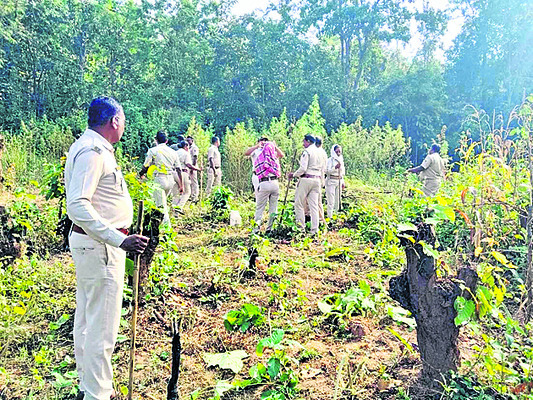 20 ఎకరాల్లో గంజాయి ధ్వంసం1