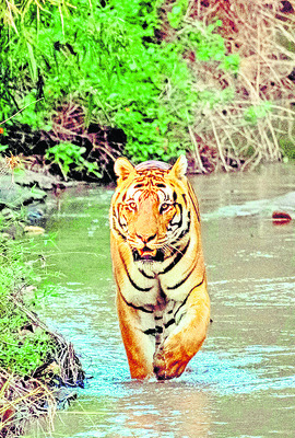 మన అడవుల్లో పులులున్నాయా?3