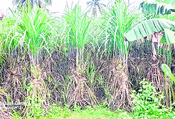 చెరకు తూనిక కేంద్రాలు సిద్ధం1