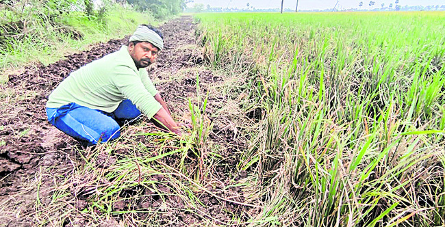 దళిత రైతు పంట ధ్వంసం 1