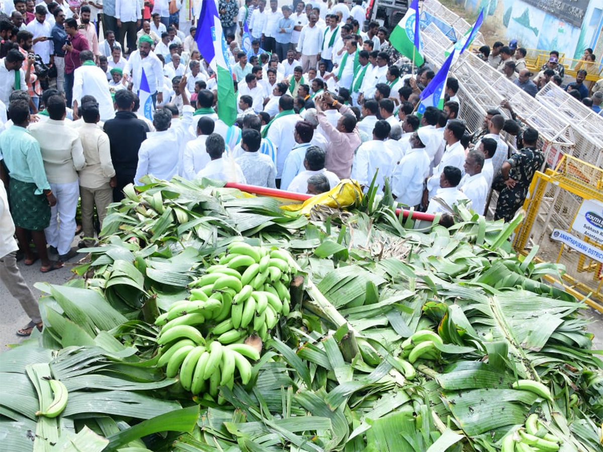Banana Farmers Huge Protest Against Chandrababu Govt At Anantapur9